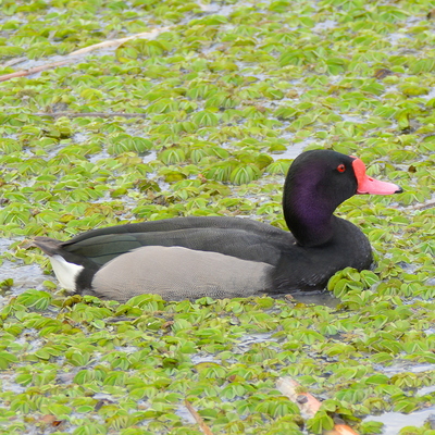 Rosy-Billed Pochard